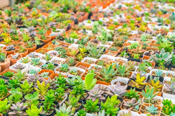 Красиве поле невеликих кактусів  . — стокове фото