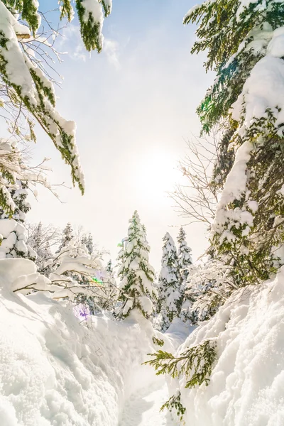 Árvores de inverno cobertas de neve — Fotografia de Stock