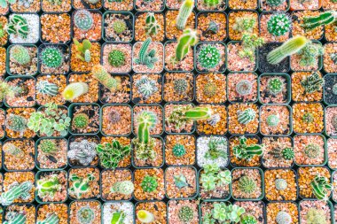 Güzel küçük kaktüs alan .