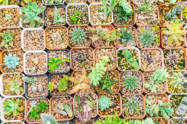 Güzel küçük kaktüs alan .