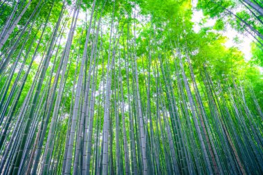 Japonya 'daki Bambu Ormanı