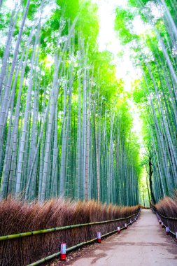 Japonya 'daki Bambu Ormanı