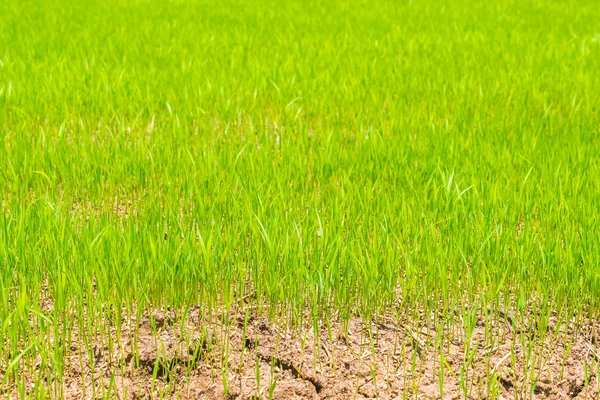 Campo di riso verde., Immagini ad alta definizione — Foto Stock