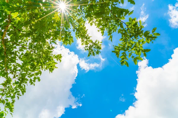 Hermosos árboles se ramifican en cielo azul  . — Foto de Stock