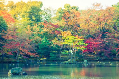 Nehir ile sonbahar orman (filtre uygulanmış görüntü işlenen vintage effe