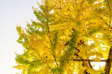 Güzel renkli sonbahar yaprakları