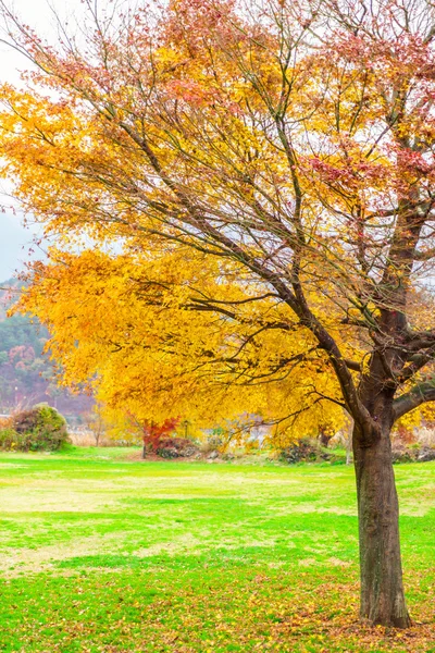 Hermosas hojas coloridas de otoño — Foto de Stock