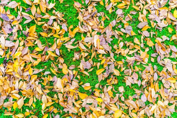 Vermelho amarelo outono folhas de bordo na primavera fresca grama verde — Fotografia de Stock