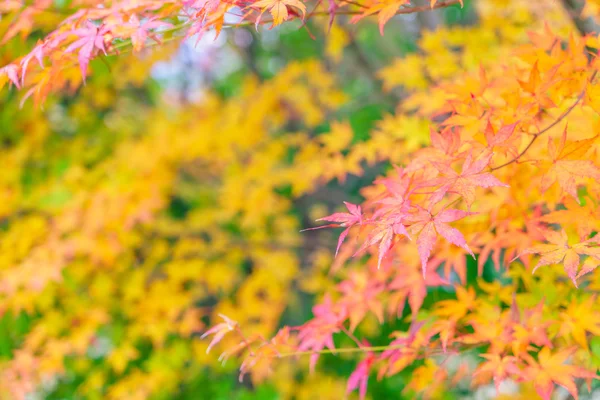 Hermosas hojas coloridas de otoño — Foto de Stock