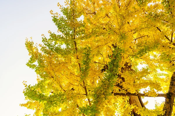 Beautiful Colorful Autumn Leaves — Stock Photo, Image