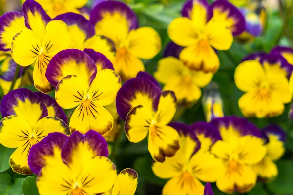 Όμορφα μικρά κίτρινα λουλούδια . — Φωτογραφία Αρχείου