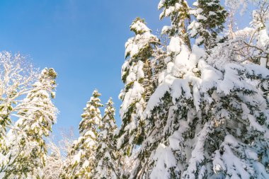 Karla kaplı kış ağaçları