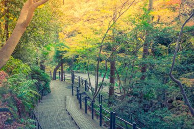 Way in forest .  ( Filtered image processed vintage effect. )