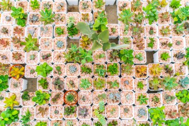 Güzel küçük kaktüs alan .