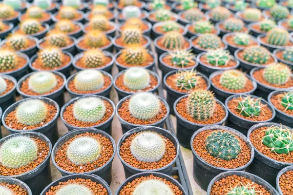 Beau petit champ de cactus  . — Photo