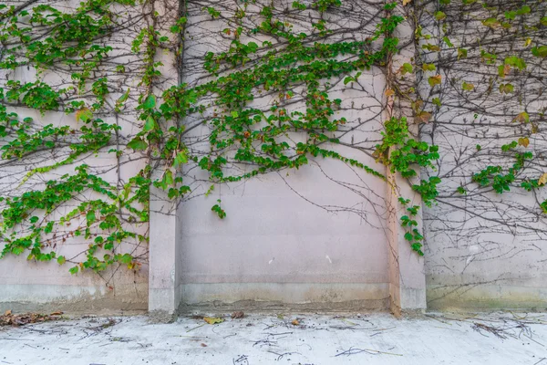 Vecchio muro di pietra con foglie  . — Foto Stock