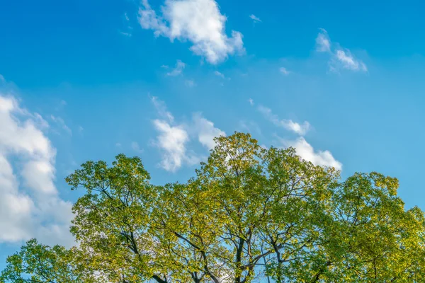 Letní krajina s oblohou a strom . — Stock fotografie