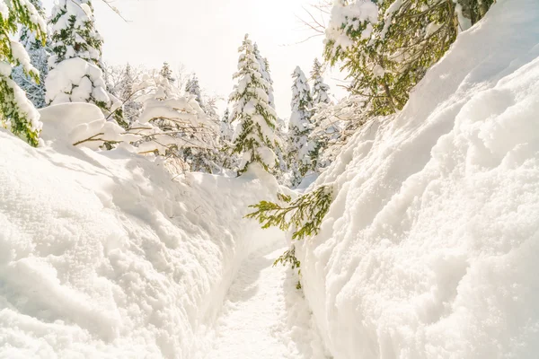 Winterbäume mit Schnee bedeckt — Stockfoto