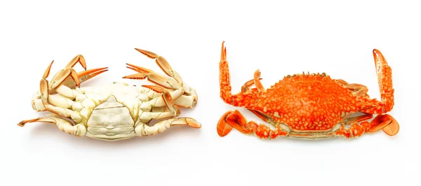 Steamed crabs on white background . — Stock Photo, Image