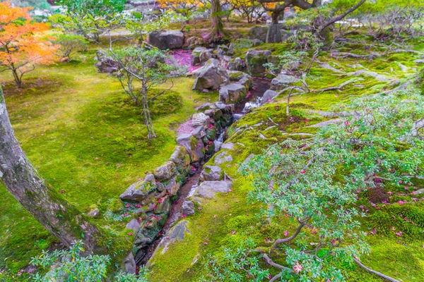 日本の緑の苔庭 . — ストック写真