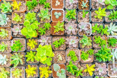 Güzel küçük kaktüs alan .