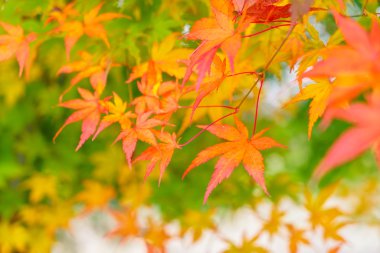Güzel renkli sonbahar yaprakları