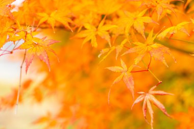 Güzel renkli sonbahar yaprakları