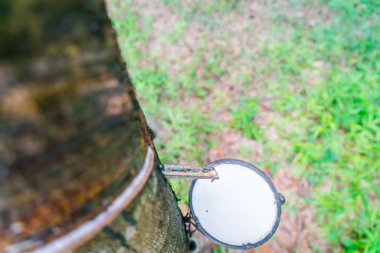 kauçuk ağacı sütü bir kaseye akar .