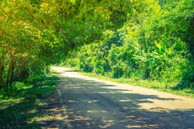 Way in forest . ( Filtered image processed vintage effect. )