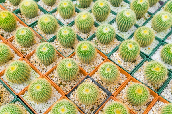 Hermoso pequeño campo de cactus  . —  Fotos de Stock