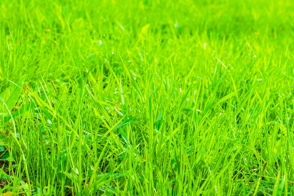 Vers voorjaarsgroen gras — Stockfoto