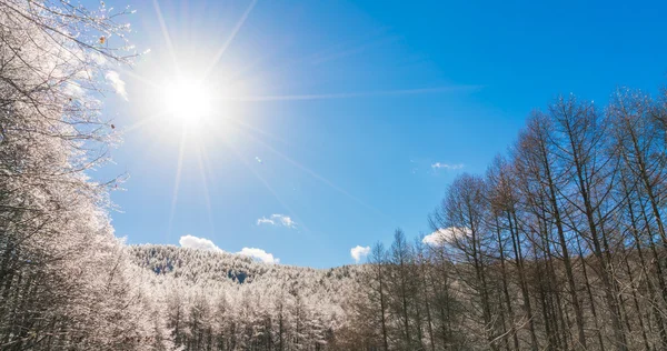 Árvores congeladas no inverno com céu azul — Fotografia de Stock