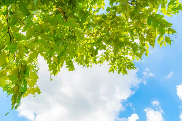 Krásné stromy větve na modré obloze . — Stock fotografie