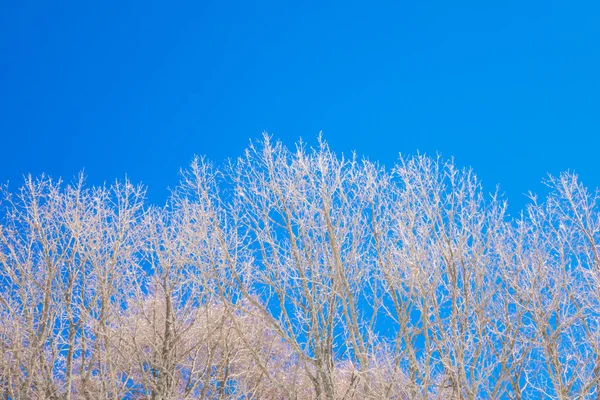 Árvores congeladas no inverno com céu azul — Fotografia de Stock