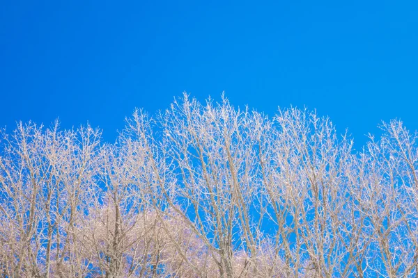 Árboles congelados en invierno con cielo azul —  Fotos de Stock