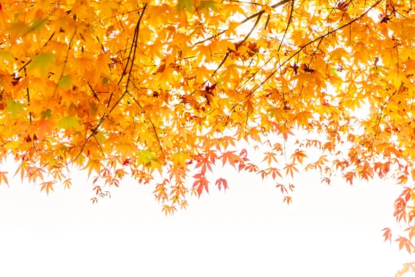 Schöne bunte Herbstblätter — Stockfoto