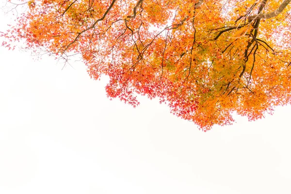 Schöne bunte Herbstblätter — Stockfoto