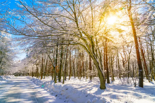 Road in winter , Japan