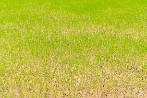 Green nature rice field  . — Stock Photo, Image