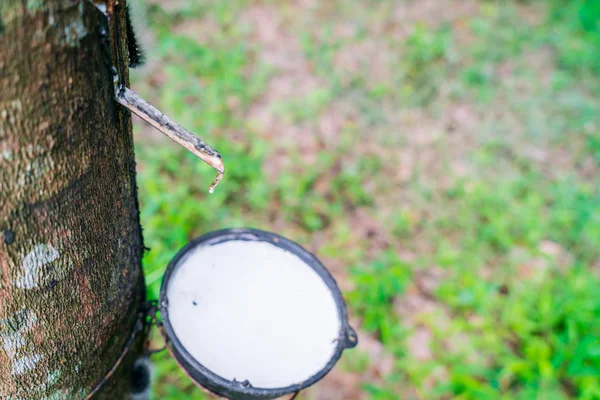 Melk van rubberboom mondt uit in een kom . — Stockfoto