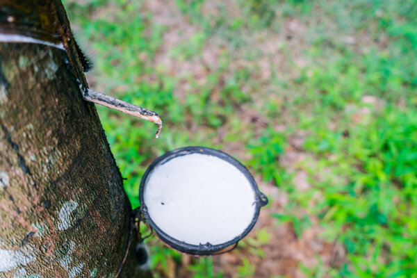 Молоко каучукового дерева течёт в чашу
 .