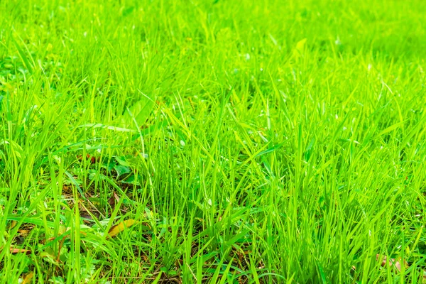 Primavera fresca grama verde — Fotografia de Stock