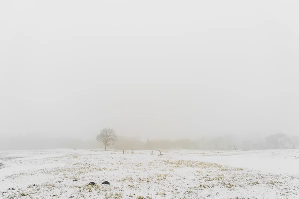 Inverno Paisagem árvores na neve — Fotografia de Stock