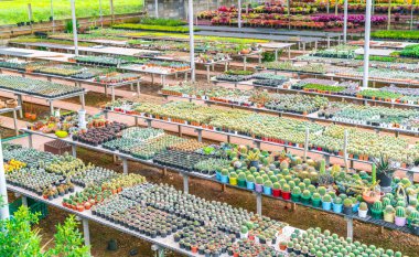 Güzel küçük kaktüs alan .