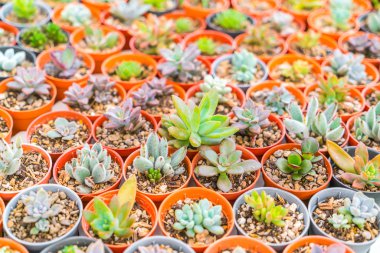 Güzel küçük kaktüs alan .