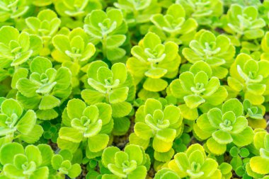 Güzel küçük kaktüs alan .