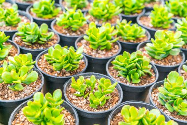 Güzel küçük kaktüs alan .