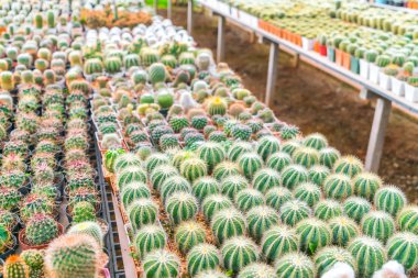 Güzel küçük kaktüs alan .