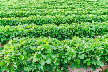 Çilek alan, yüksek çözünürlüklü görüntüleri