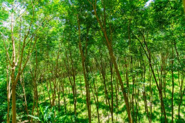 Para kauçuk ağacı., yüksek çözünürlüklü görüntüleri